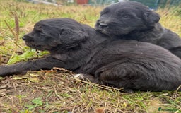 Mixed Breed dogs for sale: Bernese X Golden Retriever Puppies - Image 4