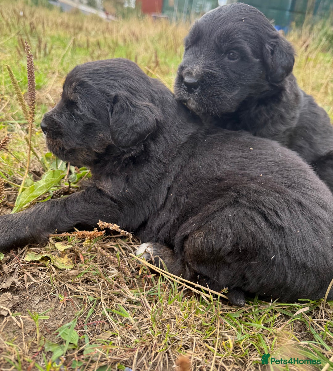 Mixed Breed dogs for sale: Bernese X Golden Retriever Puppies - Image 4
