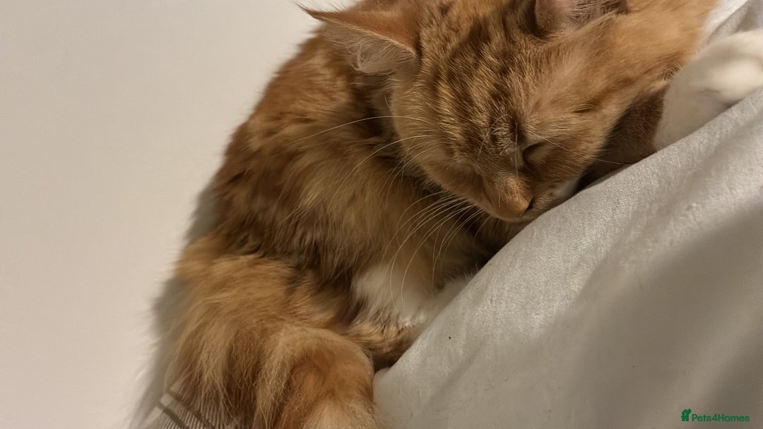 Mixed Breed cats for sale: Ginny  - Advert 4