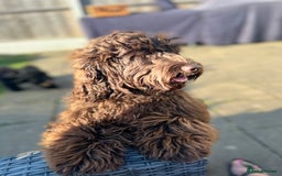 Cockapoo dogs for sale: 🐶 Adorable Cockapoo Puppies for sale! 🐾 - Image 4