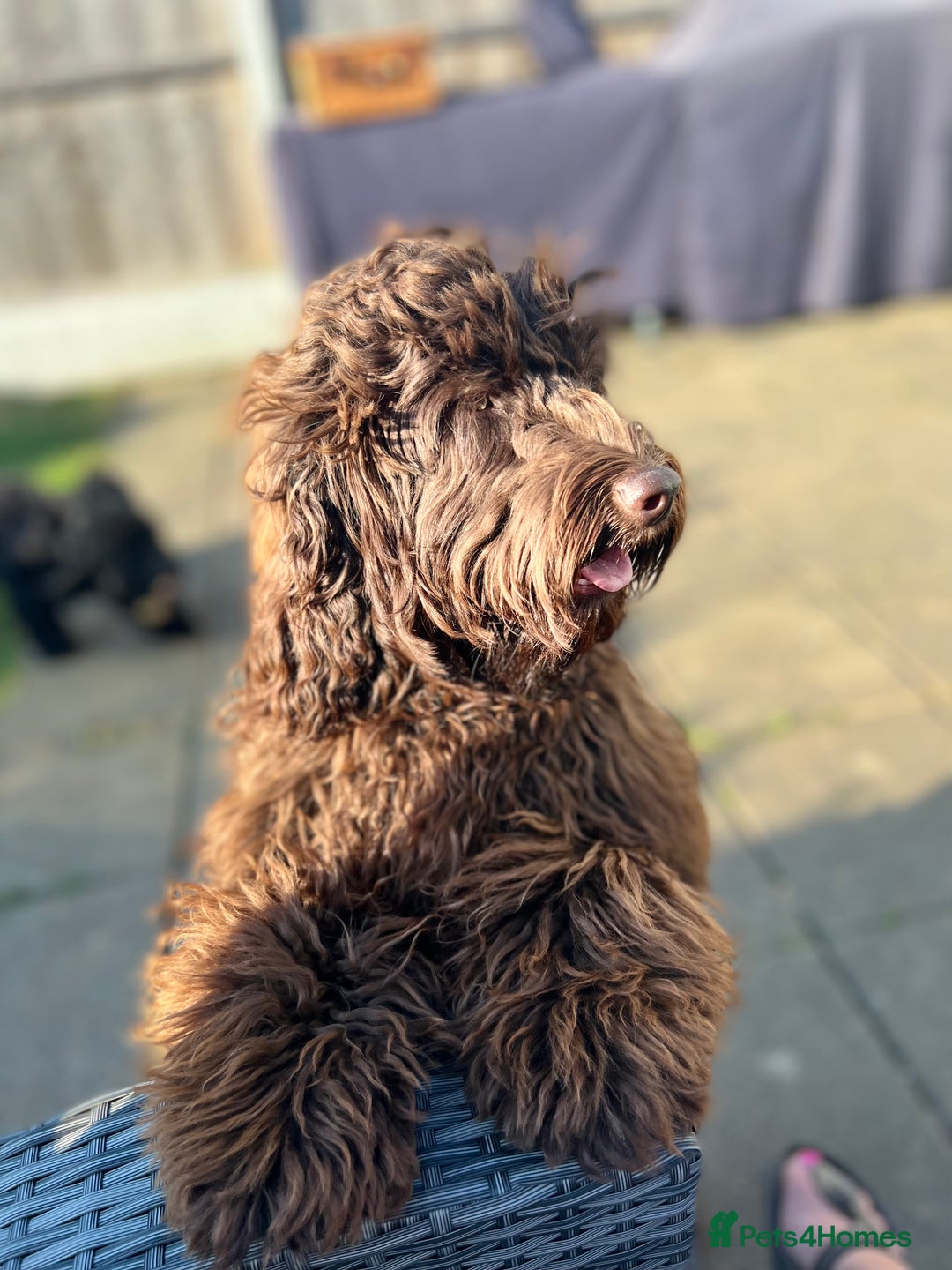 Cockapoo dogs for sale: 🐶 Adorable Cockapoo Puppies for sale! 🐾 - Image 4