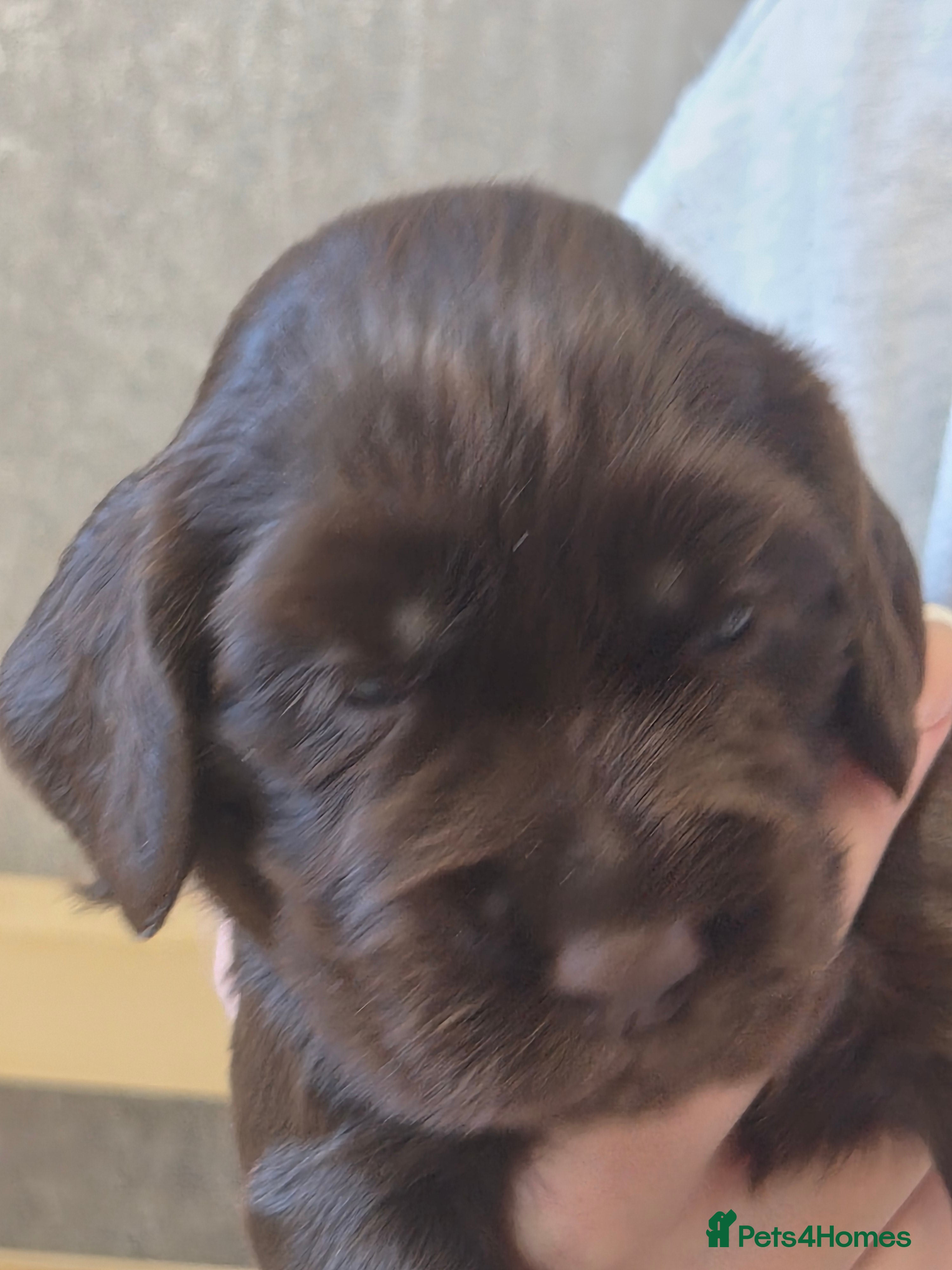 Cocker Spaniel dogs KC REGISTERED WORKING COCKER SPANIEL PUPPIES  - Advert 2
