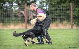 German Shepherd dogs for sale: 🌟Stunning KC Registered German Shepherd Pups🌟 - Image 13