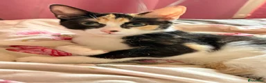 Tortie female
