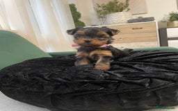 Yorkshire Terrier dogs for sale: Yorkshire Terrier Puppies for sale - Advert 14