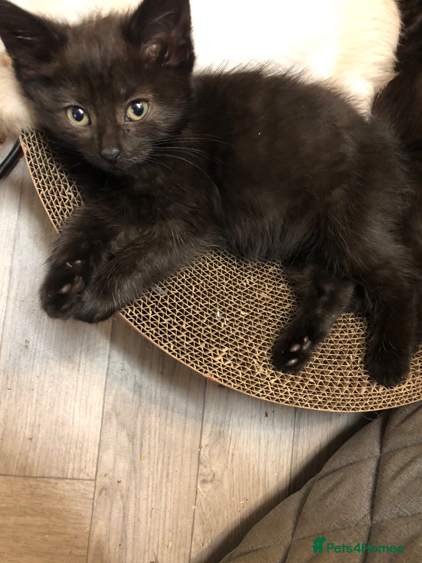 Russian Blue cats for sale: Russian blue/Norwegian forest mixed - Advert 2