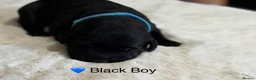 Labrador Retriever dogs for sale: Exceptionally health tested Kc reg Labrador pups - Advert 9