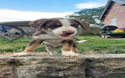 Mixed Breed dogs for sale: Mixed Breed Pup  - Image 3
