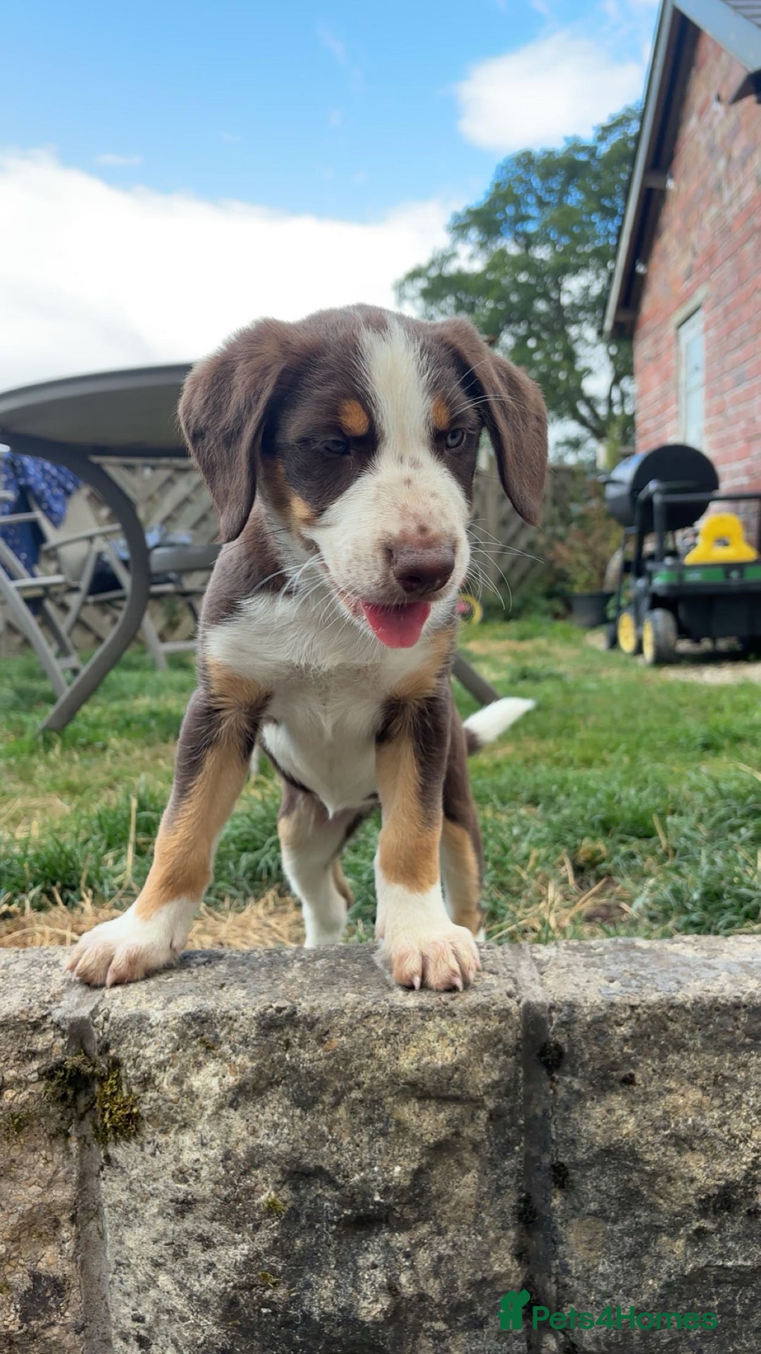 Mixed Breed dogs for sale: Mixed Breed Pup  - Image 3