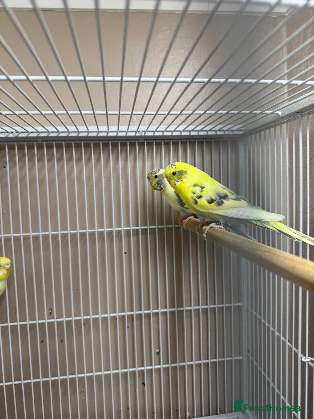 Budgerigars birds for sale: Baby Budgies  - Advert 7