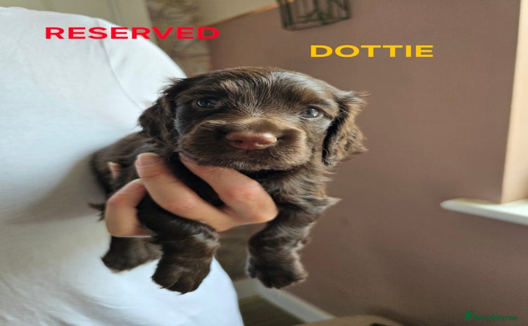Cocker Spaniel dogs - Advert 12