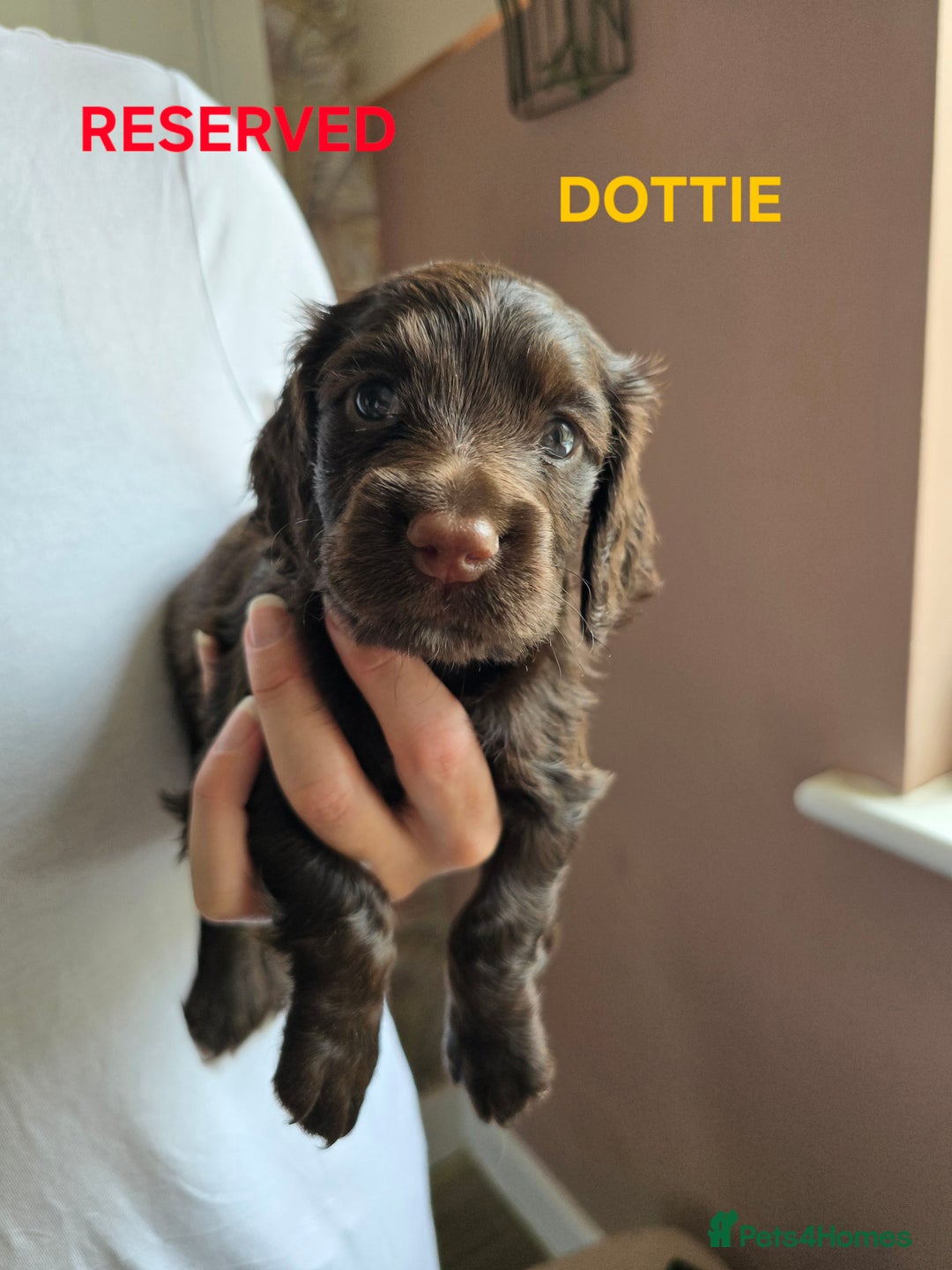 Cocker Spaniel dogs for sale: Beautiful cocker spaniels  - Image 1