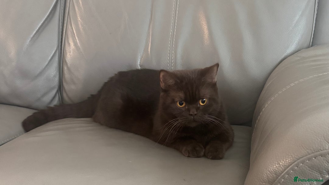 British Shorthair cats for sale: Gccf Champion Sired British Shorthair Kittens  - Image 3