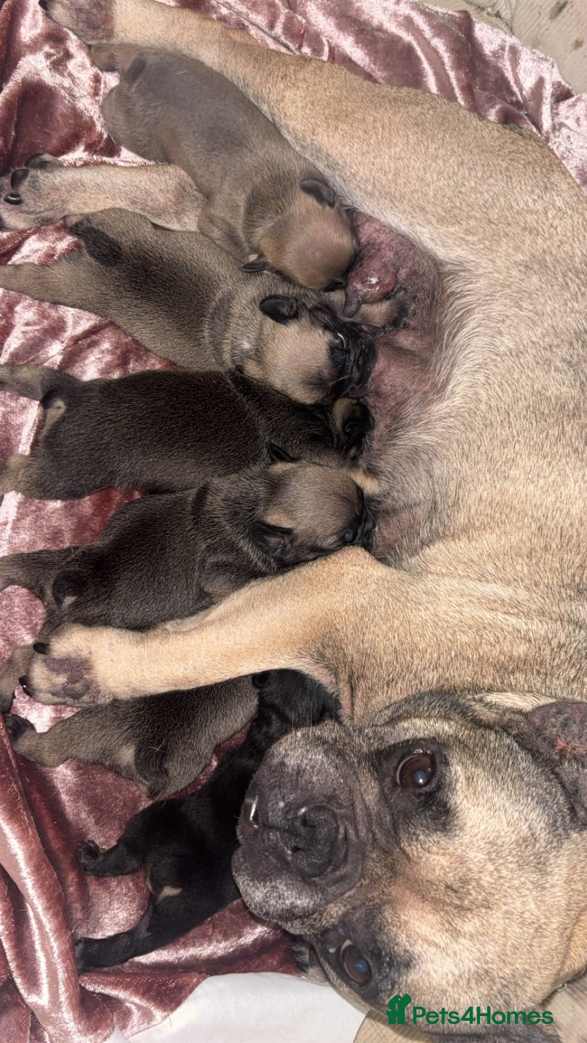 Mixed Breed dogs French budding x British bulldog - Advert 1