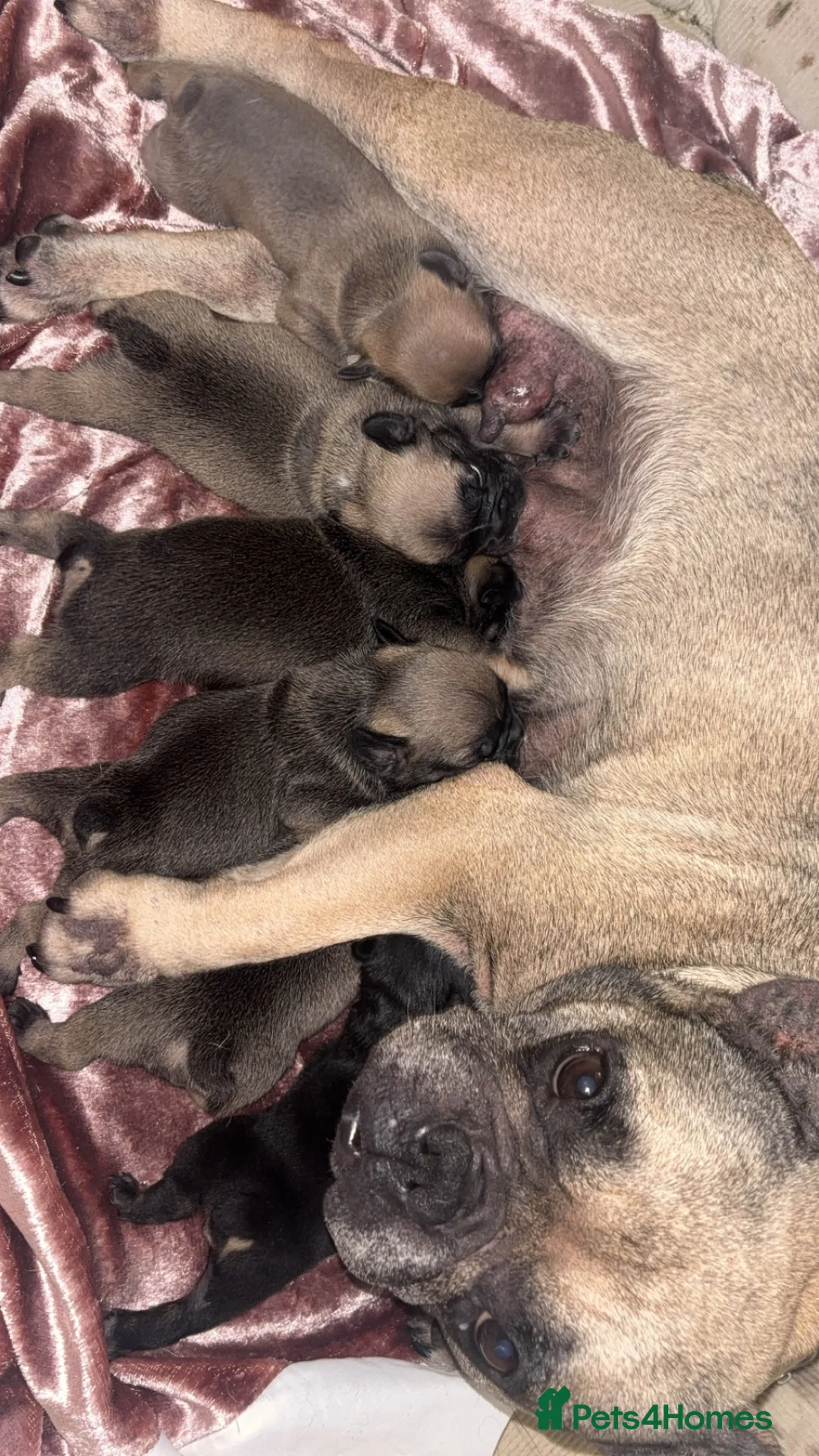Mixed Breed dogs for sale: French budding x British bulldog - Advert 1