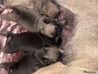 Mixed Breed dogs French budding x British bulldog - Advert 13