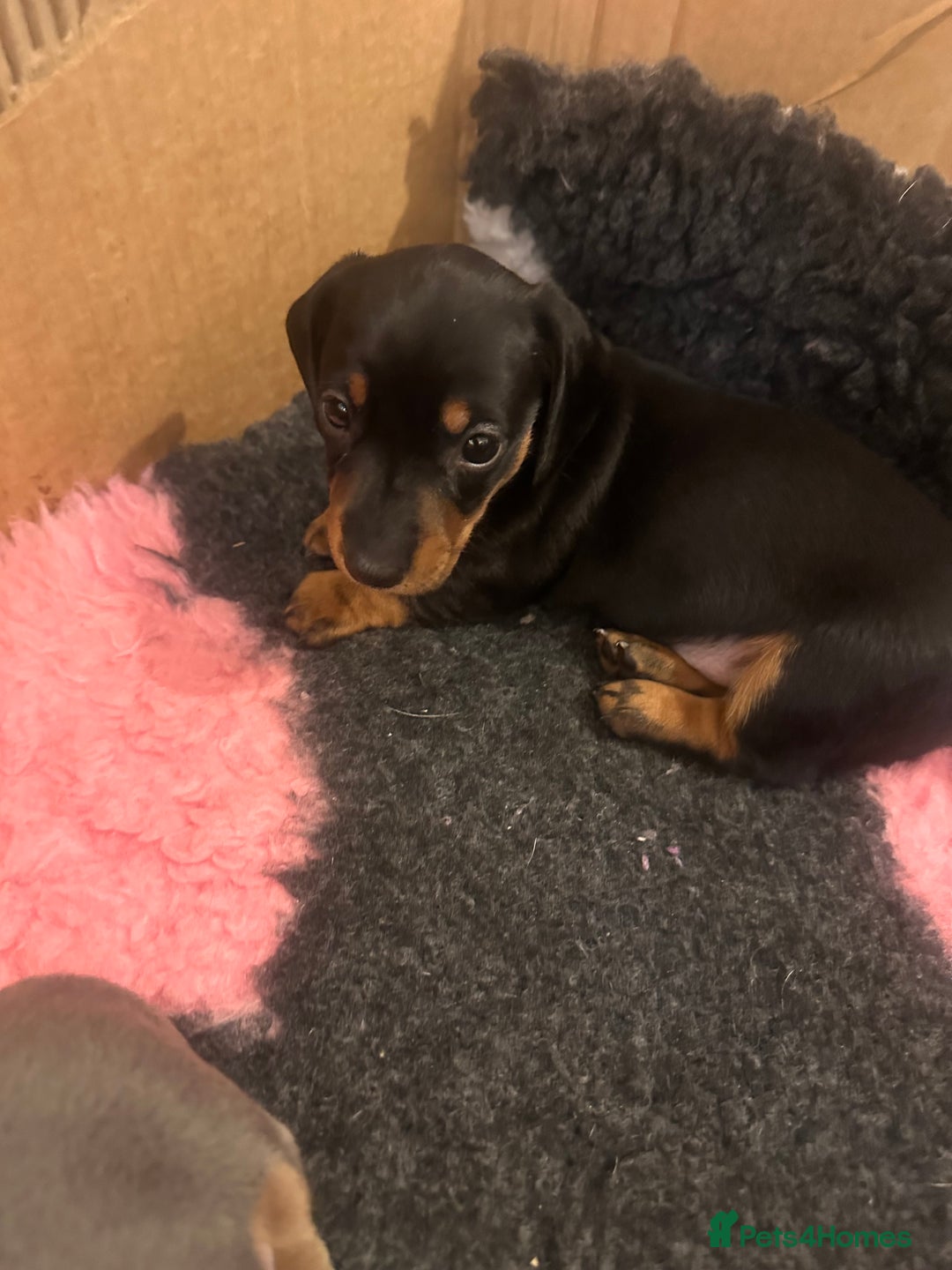 Miniature Dachshund dogs for sale: KC REGISTERED STUNNING MINATURE DACHSHUND PUPS❤️ - Advert 3