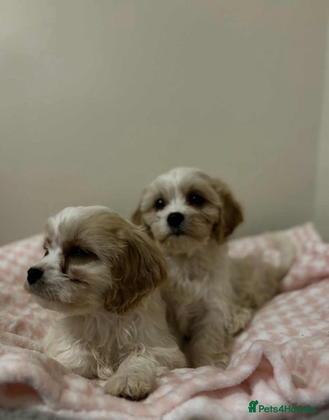 Cavachon dogs for sale: cavachon Puppies  - Advert 4