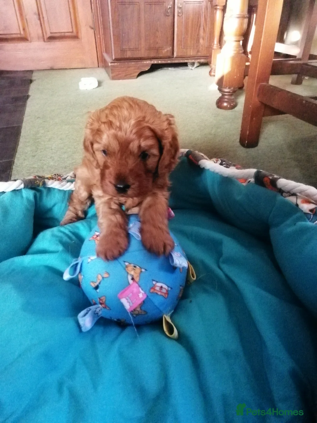 Cavapoo dogs for sale:  Cavapoo  - Advert 19