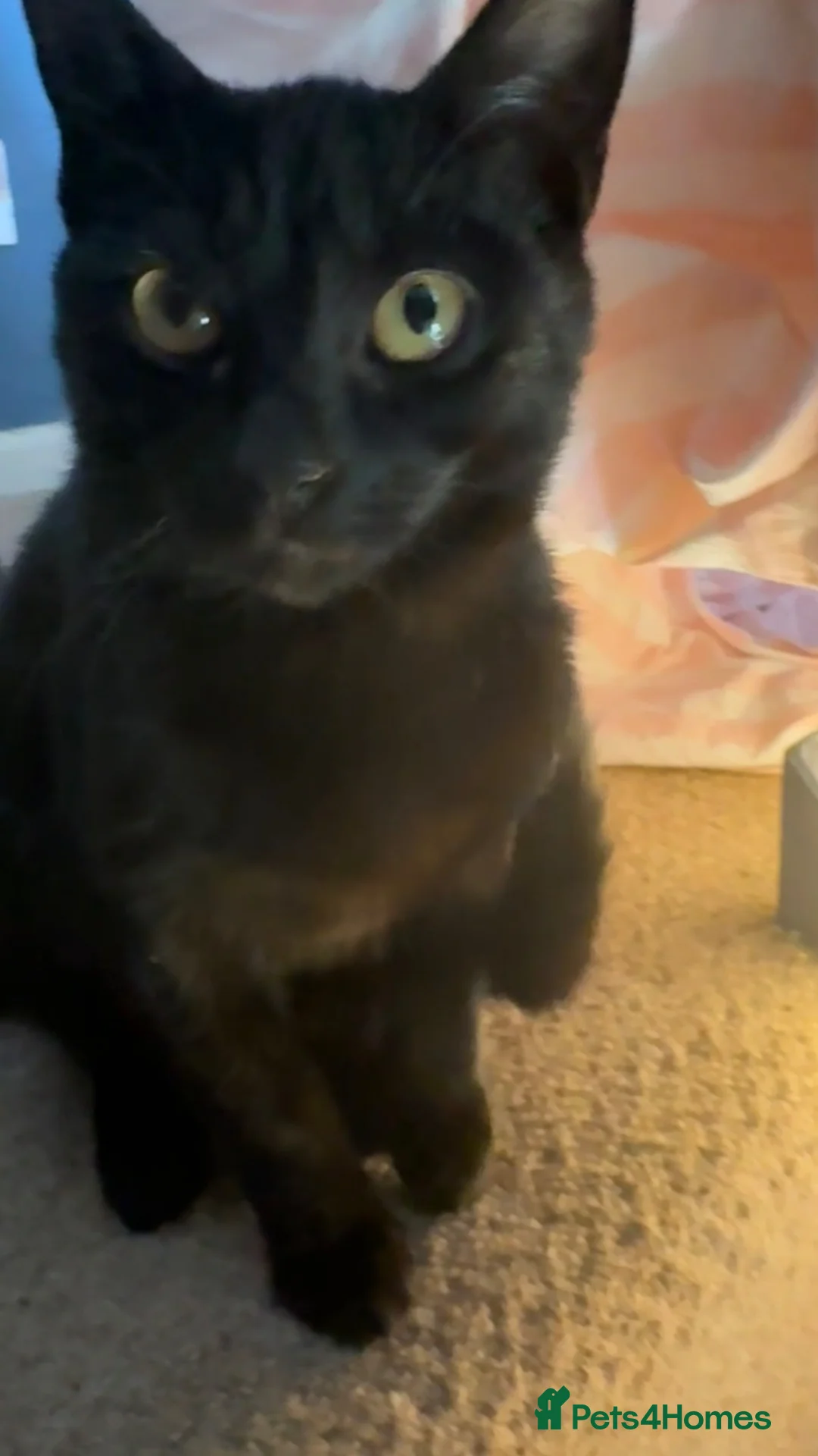 Russian Blue cats for sale: adorable black kitten for sale  - Advert 2