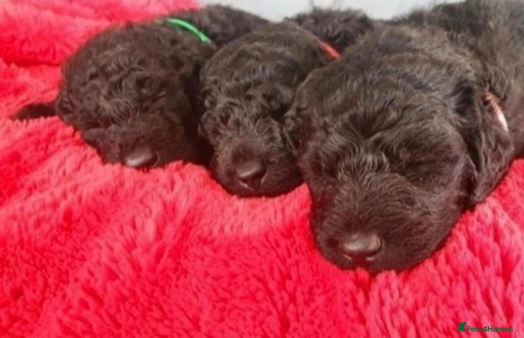 Labradoodle dogs F1B Standard Labradoodle Puppies 🐾💕 - Advert 2