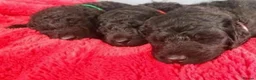 Labradoodle dogs for sale: F1B Standard Labradoodle Puppies 🐾💕 - Advert 1
