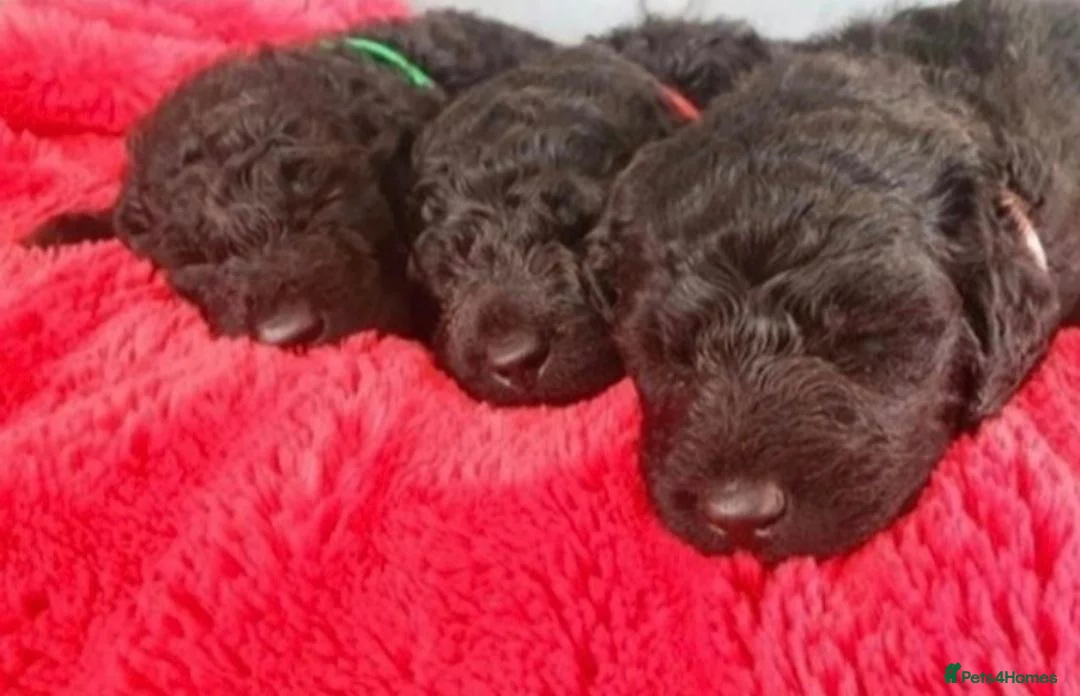Labradoodle dogs for sale: F1B Standard Labradoodle Puppies 🐾💕 - Advert 1