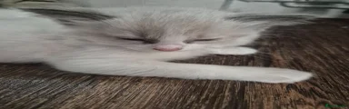 Ragdoll 4