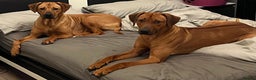 Rhodesian Ridgeback dogs for stud: Proven kc stud dog with clear health check  in Bury - Advert 4