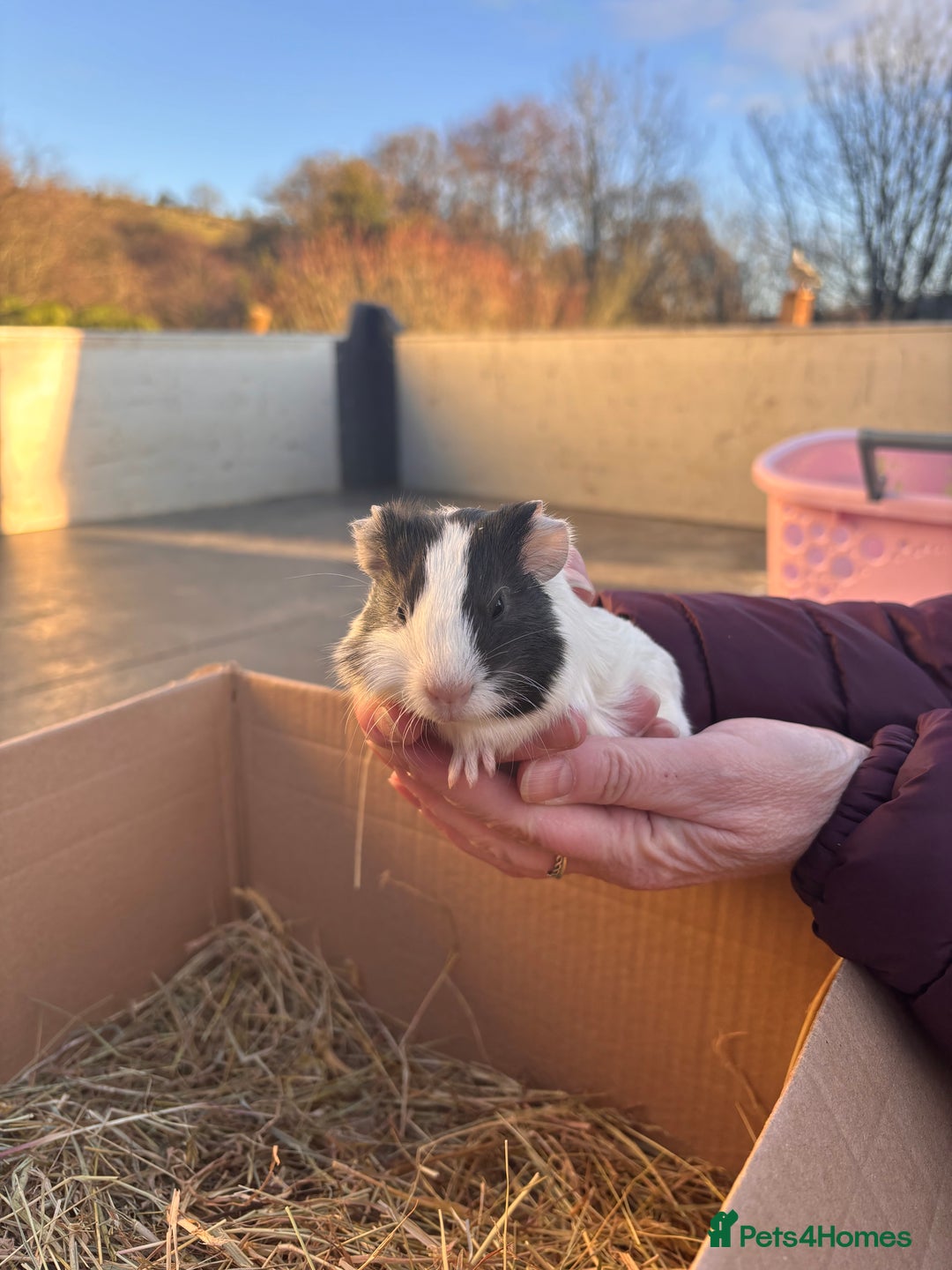 Guinea Pig rodents for sale: Guinea Pigs - Advert 5