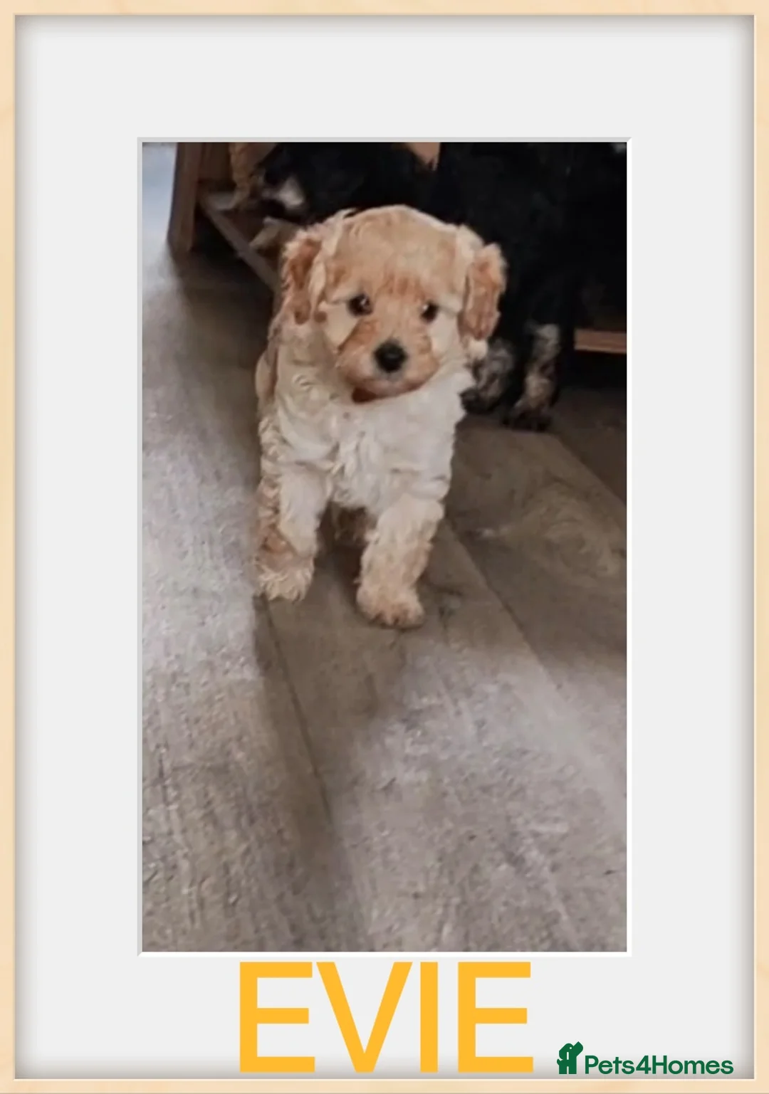 Cavapoo dogs for sale: Beautiful Cavapoos  - Advert 2