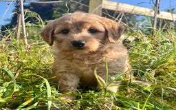 Labradoodle dogs for sale: Stunning F1b mini labradoodles  - Image 4