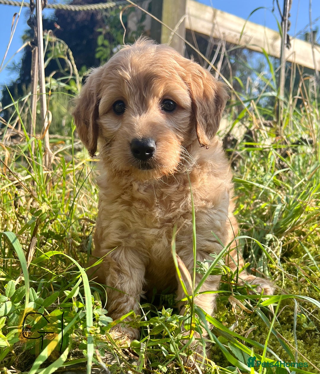 Labradoodle dogs for sale: Stunning F1b mini labradoodles  - Image 4