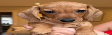 Miniature Dachshund Smooth