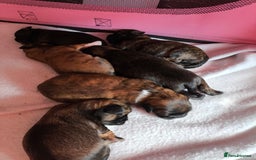 Lhasa Apso dogs for sale: Lhasa apso puppies 4 girls 💗2 boys 🩵 - Image 12