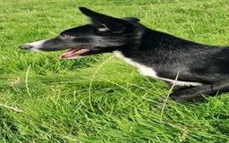 Border Collie dogs for sale: ISDS REGISTER BORDER COLLIE  - Image 5