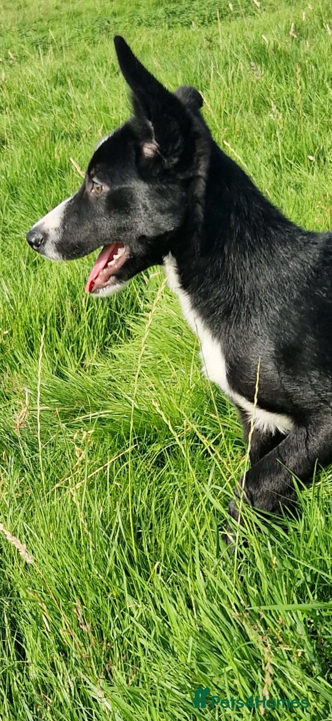 Border Collie dogs for sale: ISDS REGISTER BORDER COLLIE  - Image 5