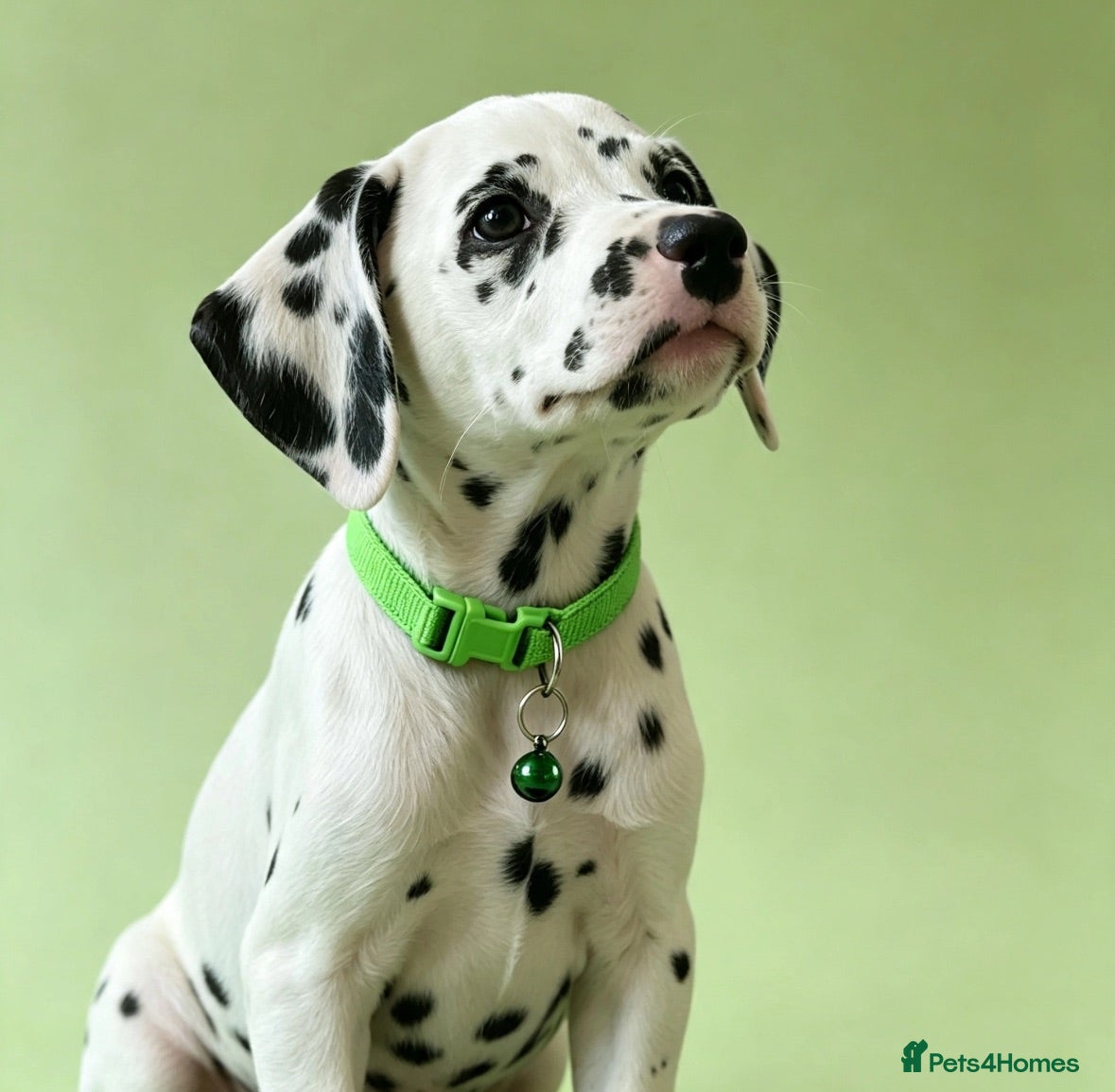 Dalmatian dogs Beautiful Dalmatian puppies ready to reserve  - Advert 1