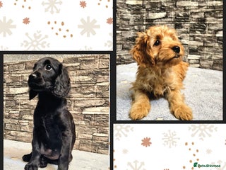 Cockapoo dogs FULLY VACCINATED + READY TO LEAVE 4TH OF DECEMBER - Advert 4