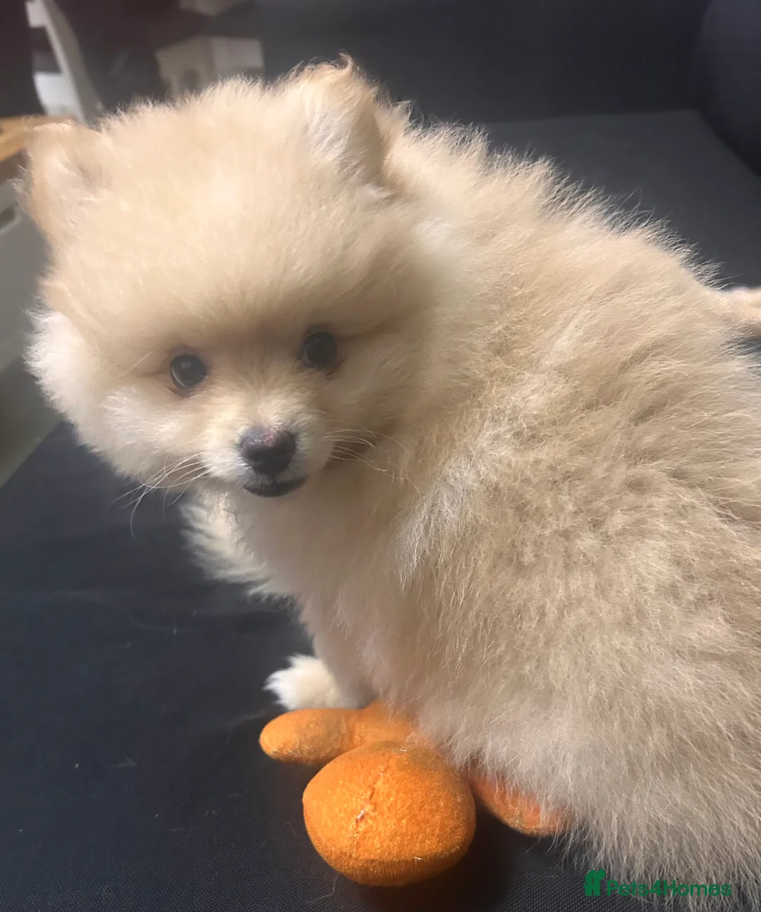 Pomeranian dogs for sale: Pomeranian puppy  - Advert 5