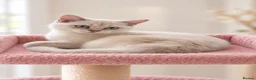 British Shorthair cats for sale: TICA Beautiful British Shorthair Kittens - Advert 11