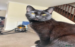 Mixed Breed cats for sale: Tinkerbell and storm - Image 2