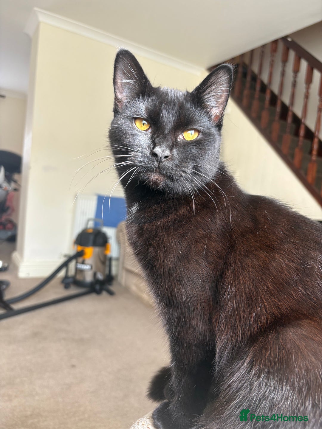 Mixed Breed cats for sale: Tinkerbell and storm - Image 2