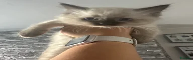 Ragdoll 2