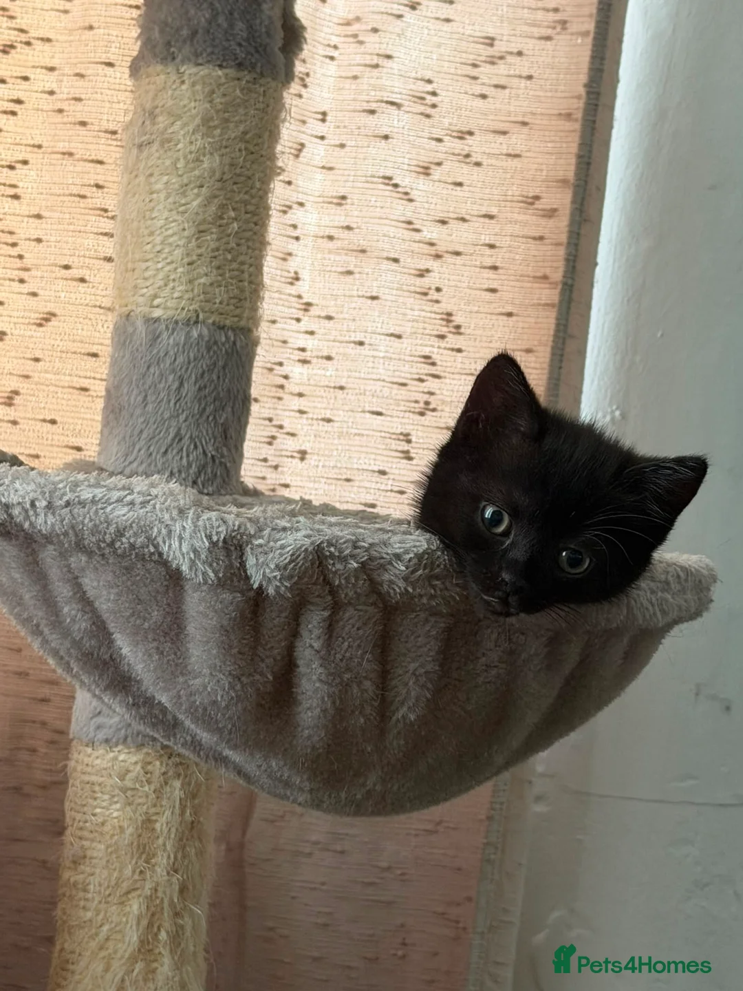 Mixed Breed cats for sale: Mixed Breed (British Shorthair/Domestic) - Advert 2