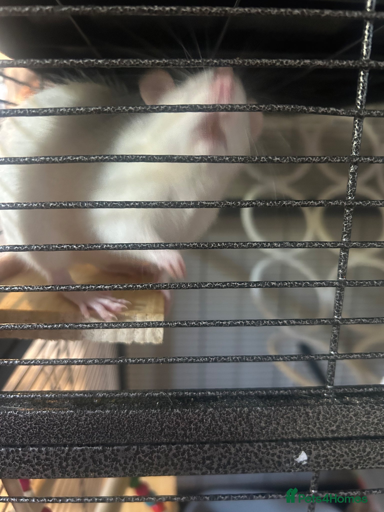 Rat rodents for sale: 3 female rats cage and accessories  in Exeter - Advert 5
