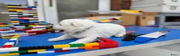 Samoyed dogs for sale: Bundle of joy 3 Puppy - Advert 37