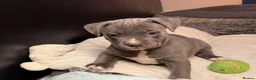 American Bull Staffy dogs for sale: American Bull Staff puppies looking for new homes! in Southampton - Advert 22
