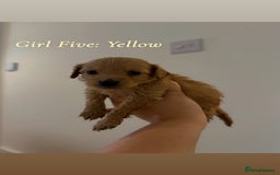 Mixed Breed dogs for sale: Toy Maltipoo X Miniature Labradoodle Puppies - Image 12