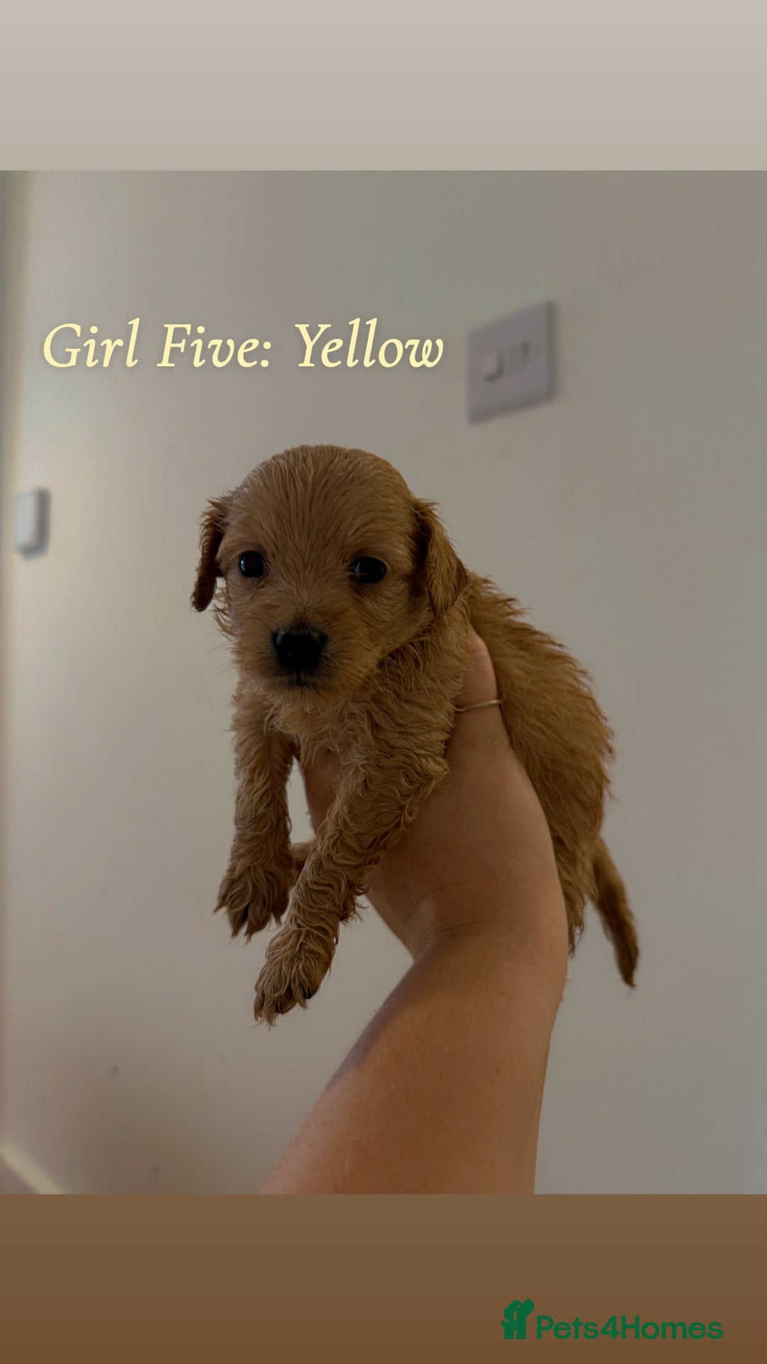 Mixed Breed dogs for sale: Toy Maltipoo X Miniature Labradoodle Puppies - Image 12